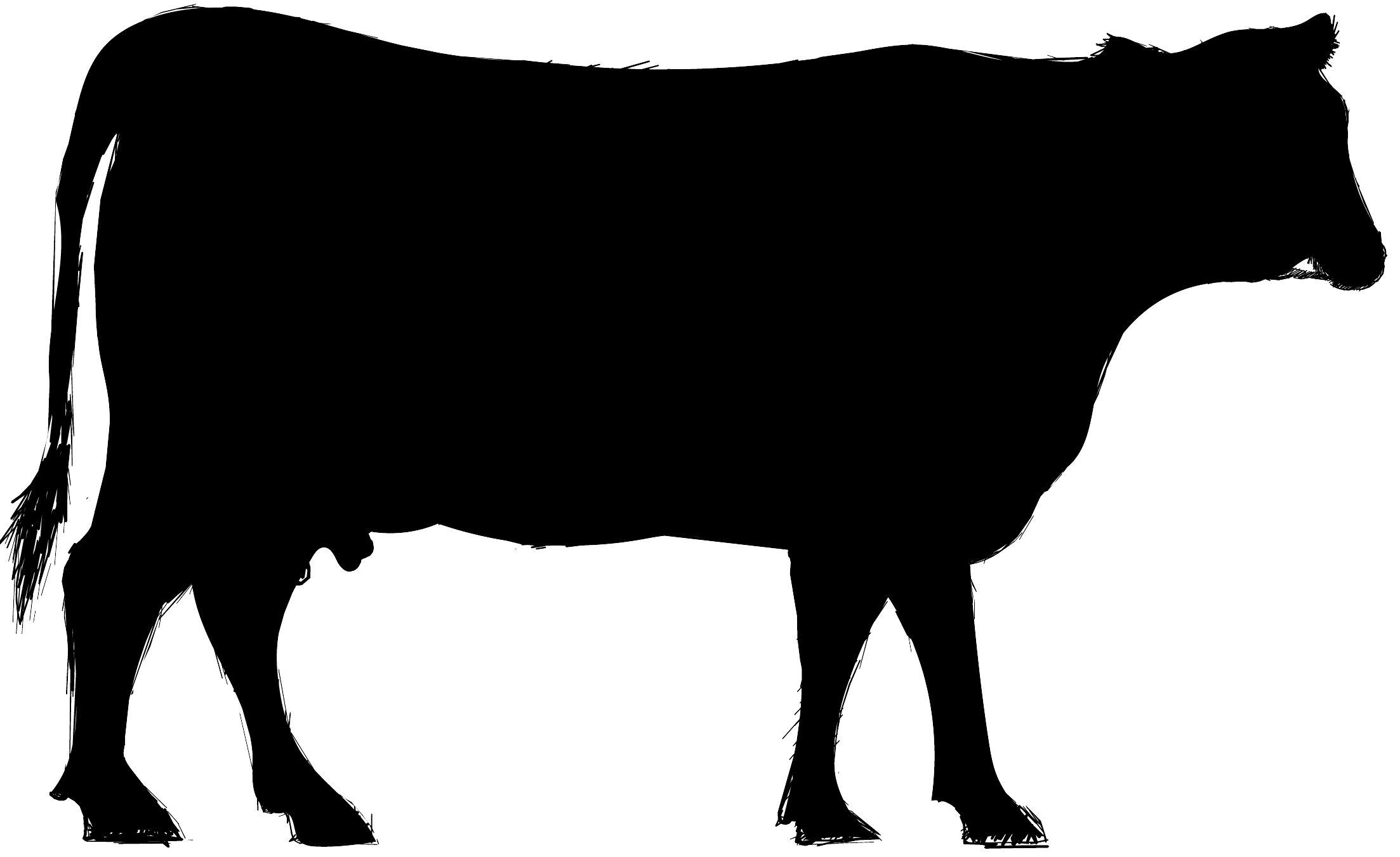 Farm animal: cow